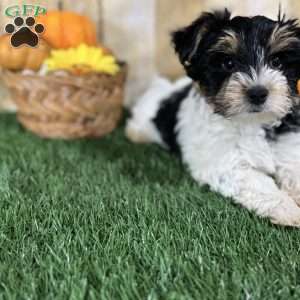 Caleb, Biewer Terrier Puppy